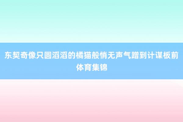东契奇像只圆滔滔的橘猫般悄无声气蹭到计谋板前体育集锦